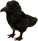 Game of Thrones - 3 Eyed Raven Plush